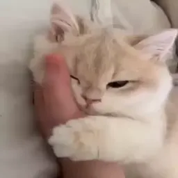 Котики sticker 7