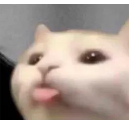 Котики Telegram sticker pack