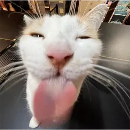 Котики sticker 2