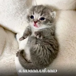Котики sticker 4