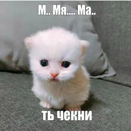 Котики sticker 7
