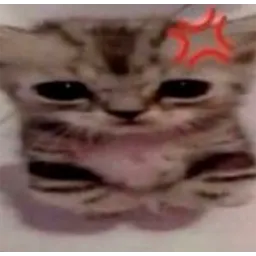 Котики sticker 10