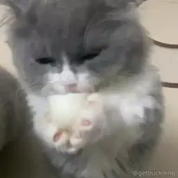 Pussys sticker 4