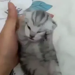 Pussys sticker 5