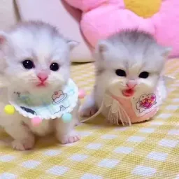 Pussys sticker 7