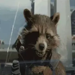 Raccoon sticker 11