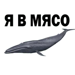 ? Кит Философ sticker 11