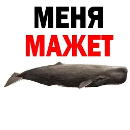 ? Кит Философ sticker 5