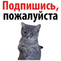 Подпишись, пожалуйста Telegram sticker pack