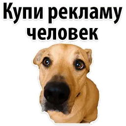 Подпишись, пожалуйста sticker 11