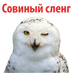?Совиный Сленг Telegram sticker pack