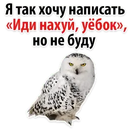 ?Совиный Сленг sticker 2