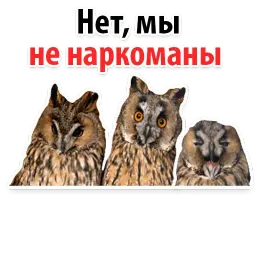 ?Совиный Сленг sticker 11