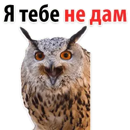 ?Совиный Сленг sticker 12