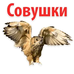 ?Совиный Сленг sticker 3