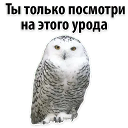 ?Совиный Сленг sticker 4