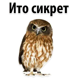 ?Совиный Сленг sticker 5