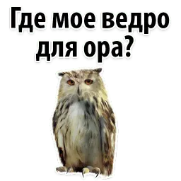 ?Совиный Сленг sticker 6