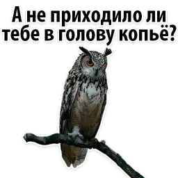 ?Совиный Сленг sticker 7