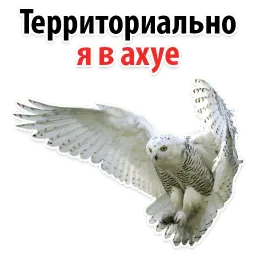 ?Совиный Сленг sticker 8