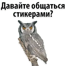 ?Совиный Сленг sticker 9