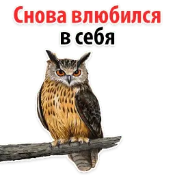 ?Совиный Сленг sticker 10