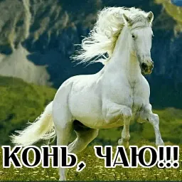 Про коней sticker 5