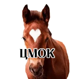 Про коней sticker 6
