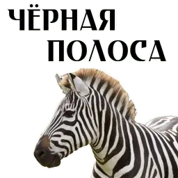 Про коней sticker 9