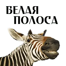 Про коней sticker 10