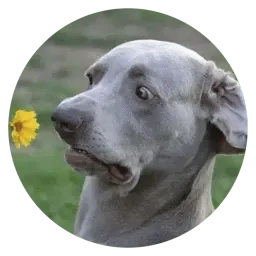 Глупые собаки Telegram sticker pack
