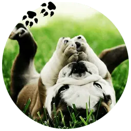 Бульдожки sticker 4