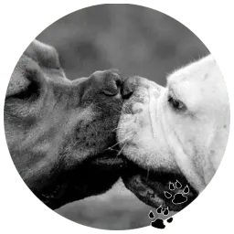Бульдожки sticker 6