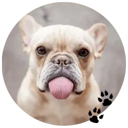 Бульдожки sticker 9