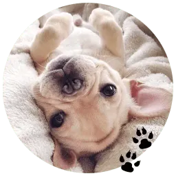 Бульдожки sticker 10