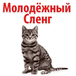 Молодёжный сленг Telegram sticker pack