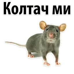 Молодёжный сленг sticker 9