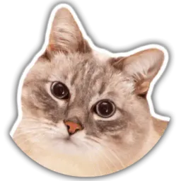 The cat Jazz sticker 10