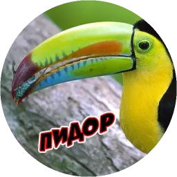 Очень злые птички Telegram sticker pack