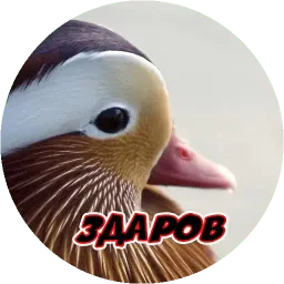 Очень злые птички sticker 2