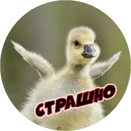 Очень злые птички sticker 6