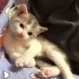 Видео-котики sticker 2