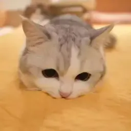 Видео-котики sticker 11