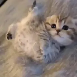 Видео-котики sticker 12