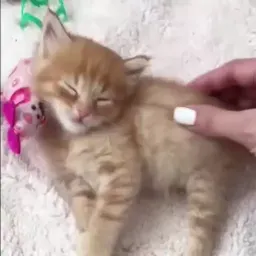 Видео-котики sticker 3