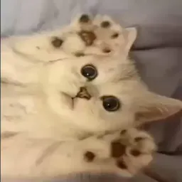 Видео-котики sticker 4