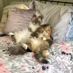 Видео-котики sticker 5