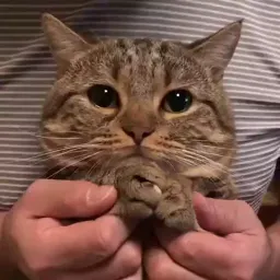 Видео-котики sticker 6