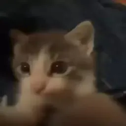 Видео-котики sticker 7