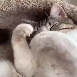 Видео-котики sticker 9